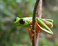 Tree frog