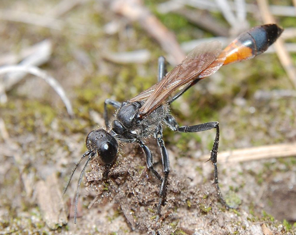 Ammophila (digger wasp)