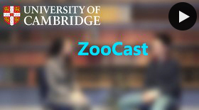 ZooCast interview video still