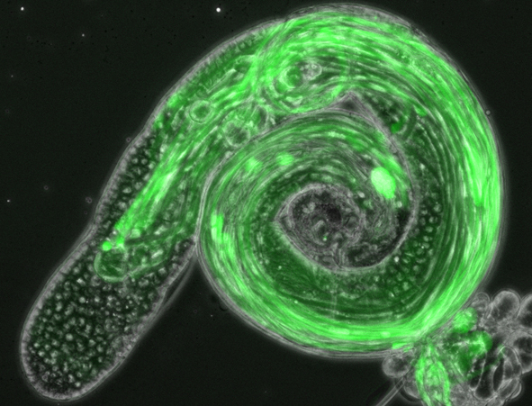 Green glow of Mozart1 in a Drosophila testis