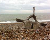 Fin Whale vertebrae on Pevensey Beach