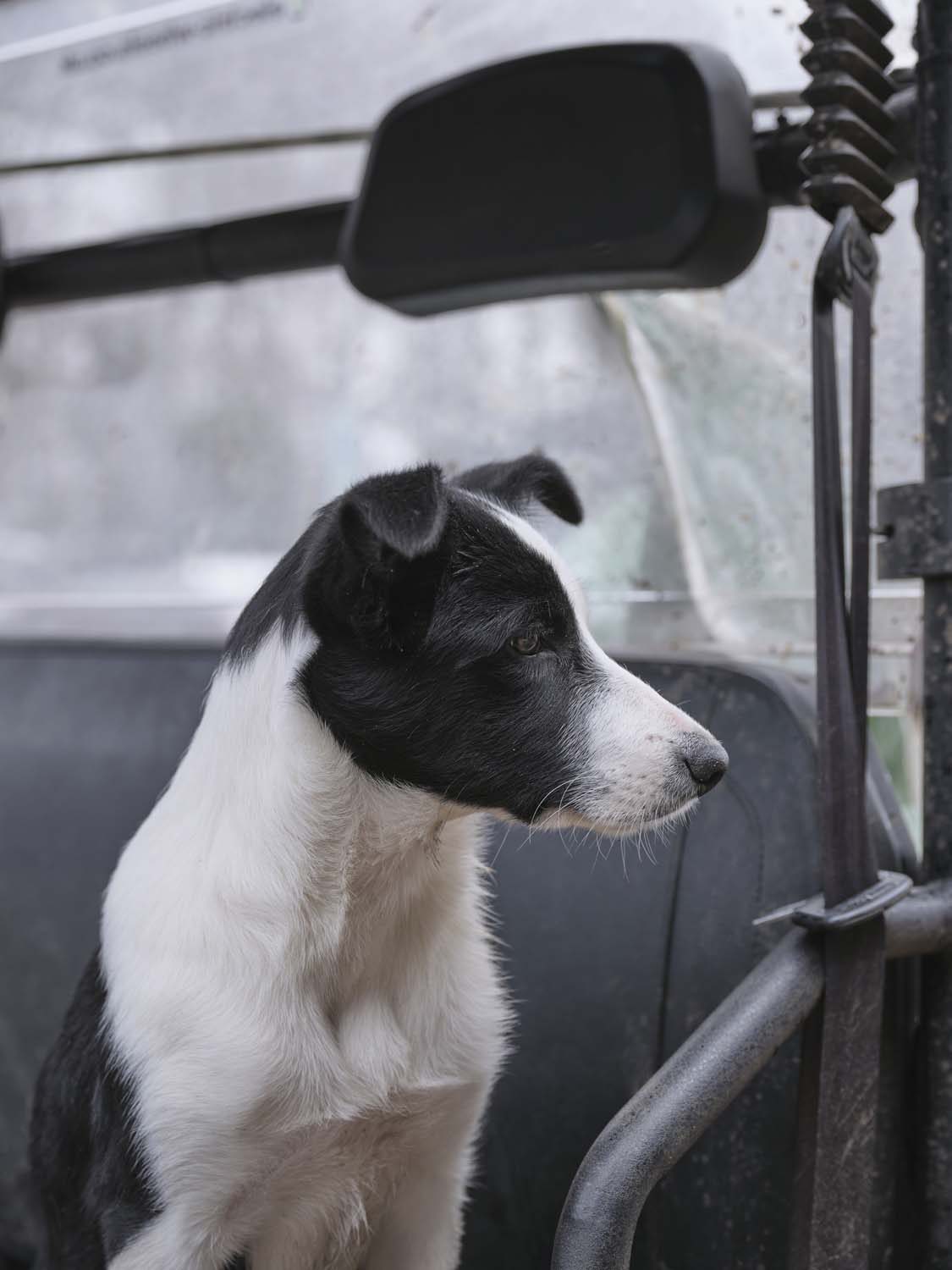 Sheepdog in training