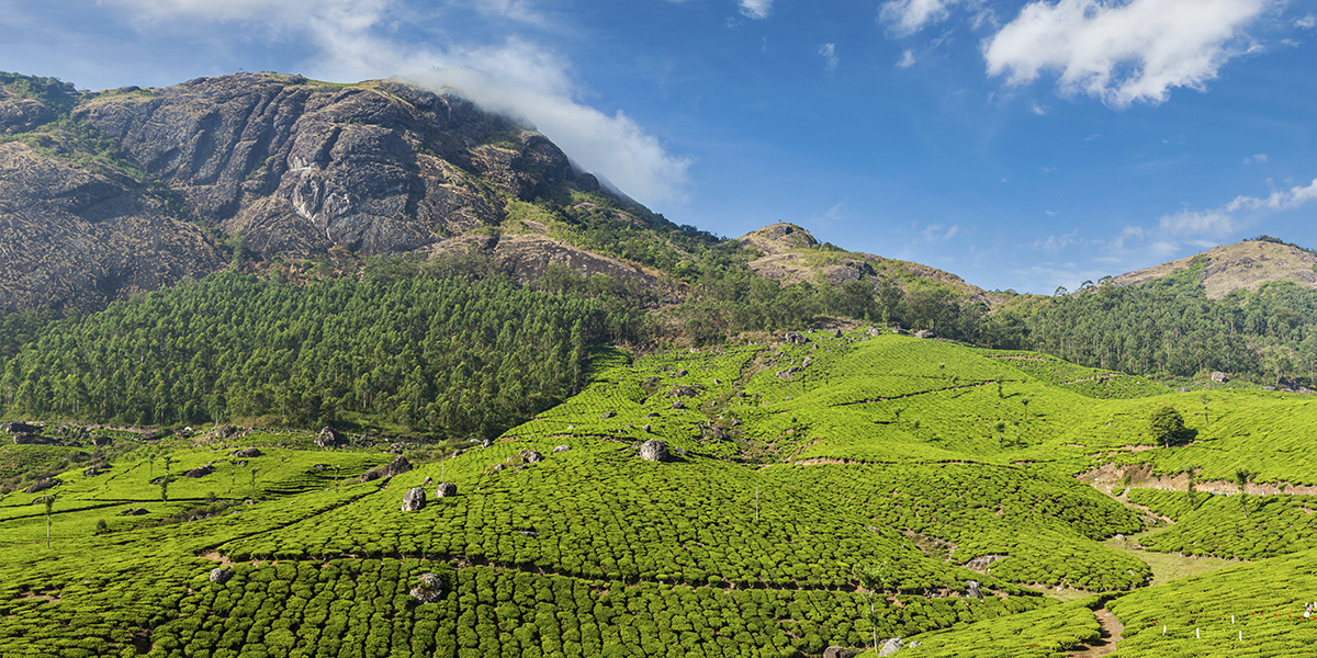 Cardamon Hills, lush green fields leading into a mountain range