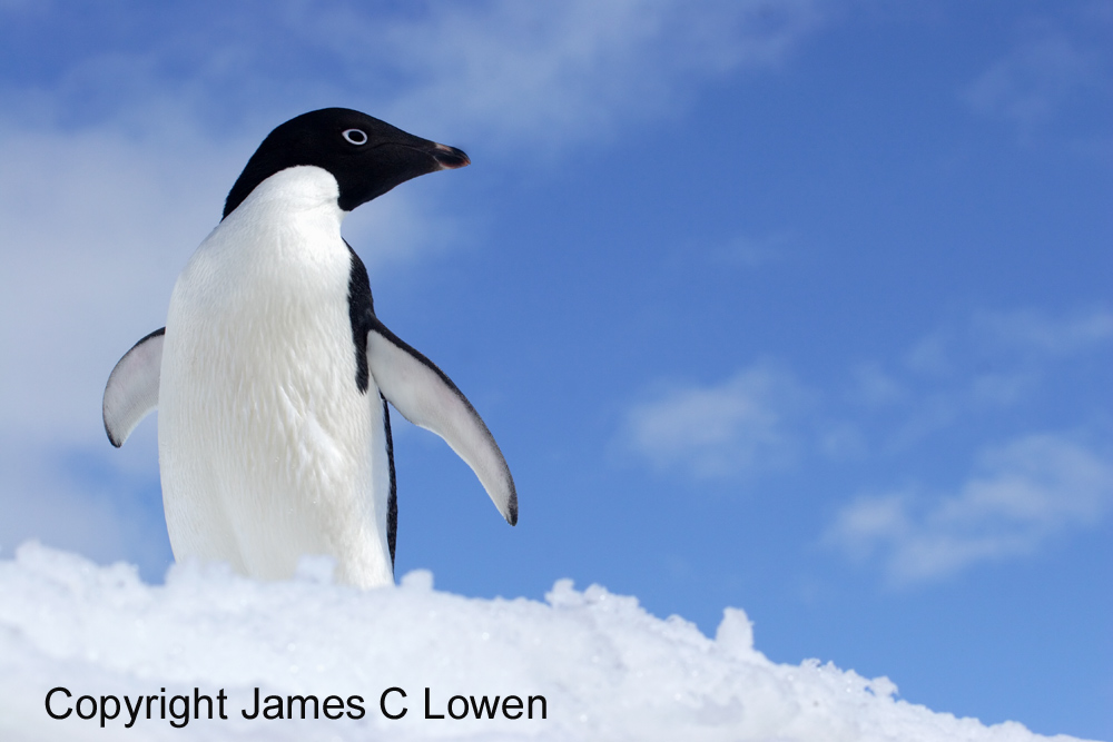 Adelie Penguin on snow