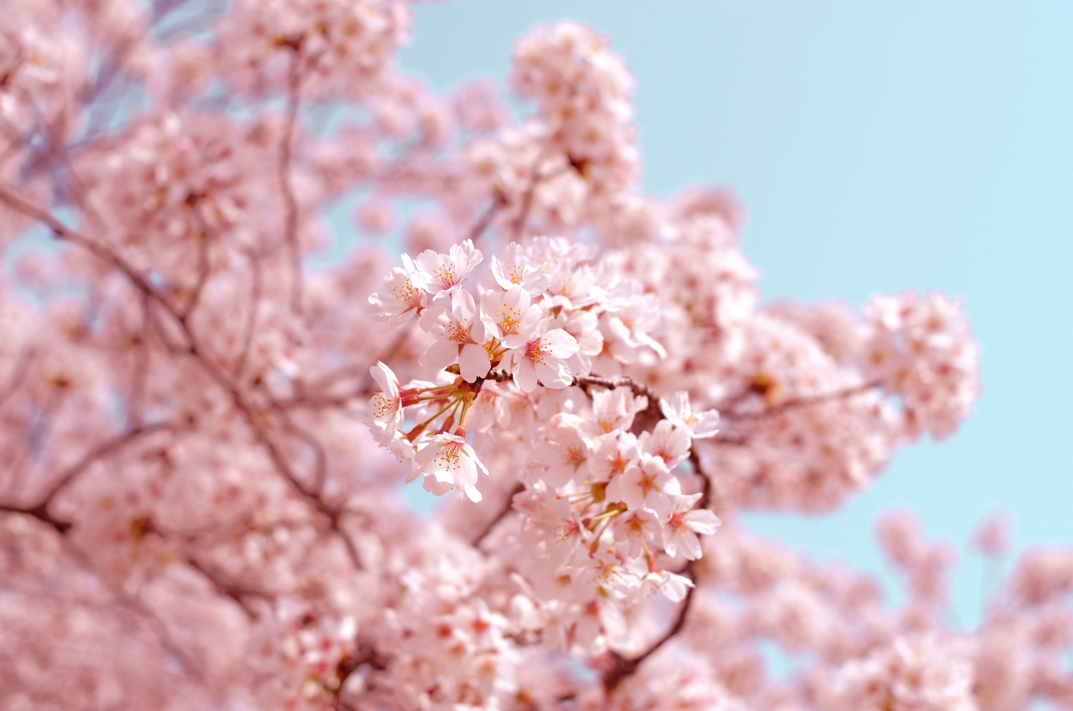Sakura tree