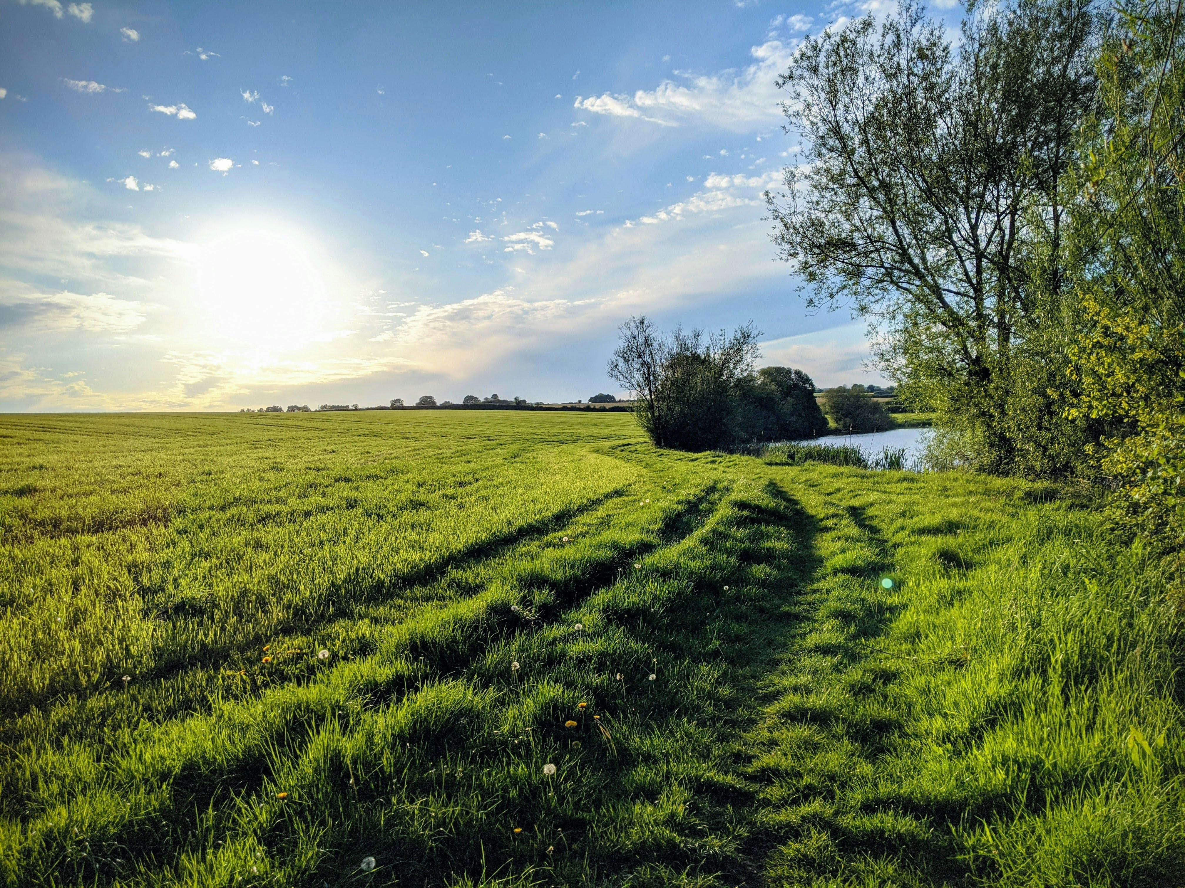 Field by a lake in Somerset