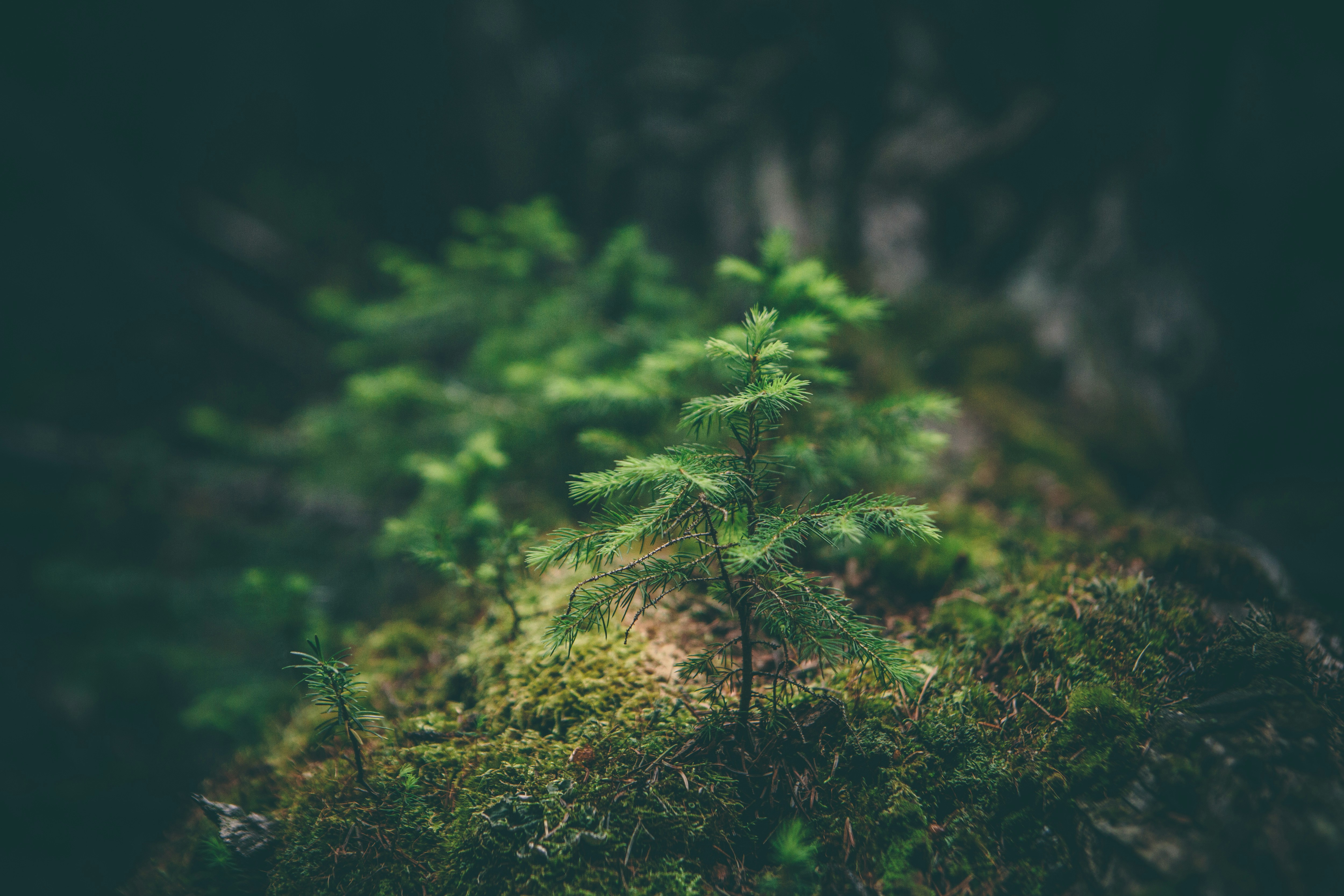Nature