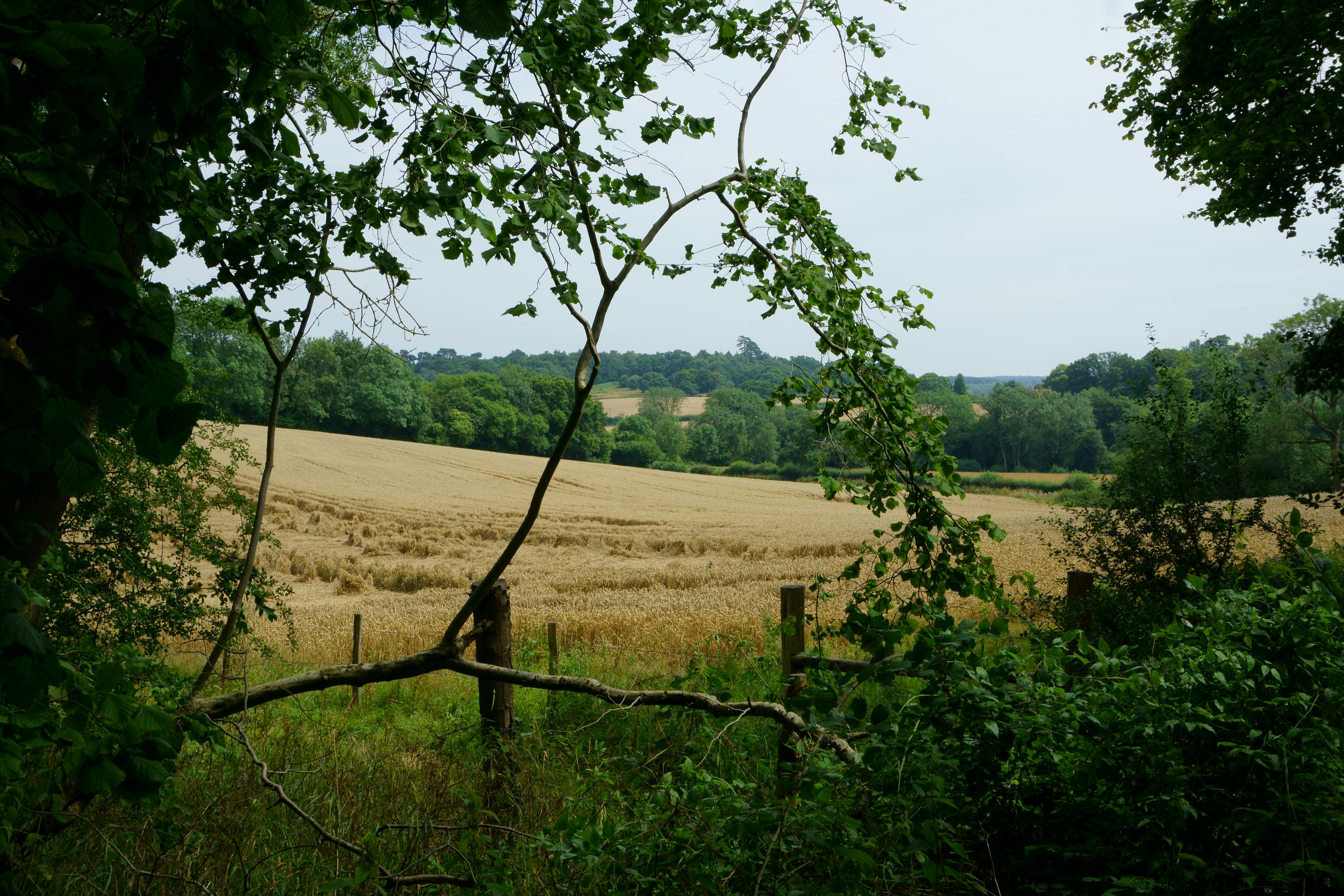 surrey