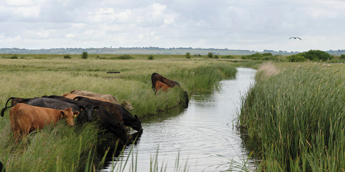 Grazing cattle help maintain suitable nesting habitats for the ground-nesting lapwings.