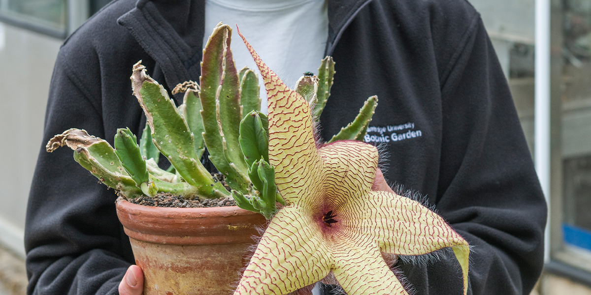 Don’t let its dreadful smell put you off – the Botanic Garden’s star attraction is part of an international effort to conserve r