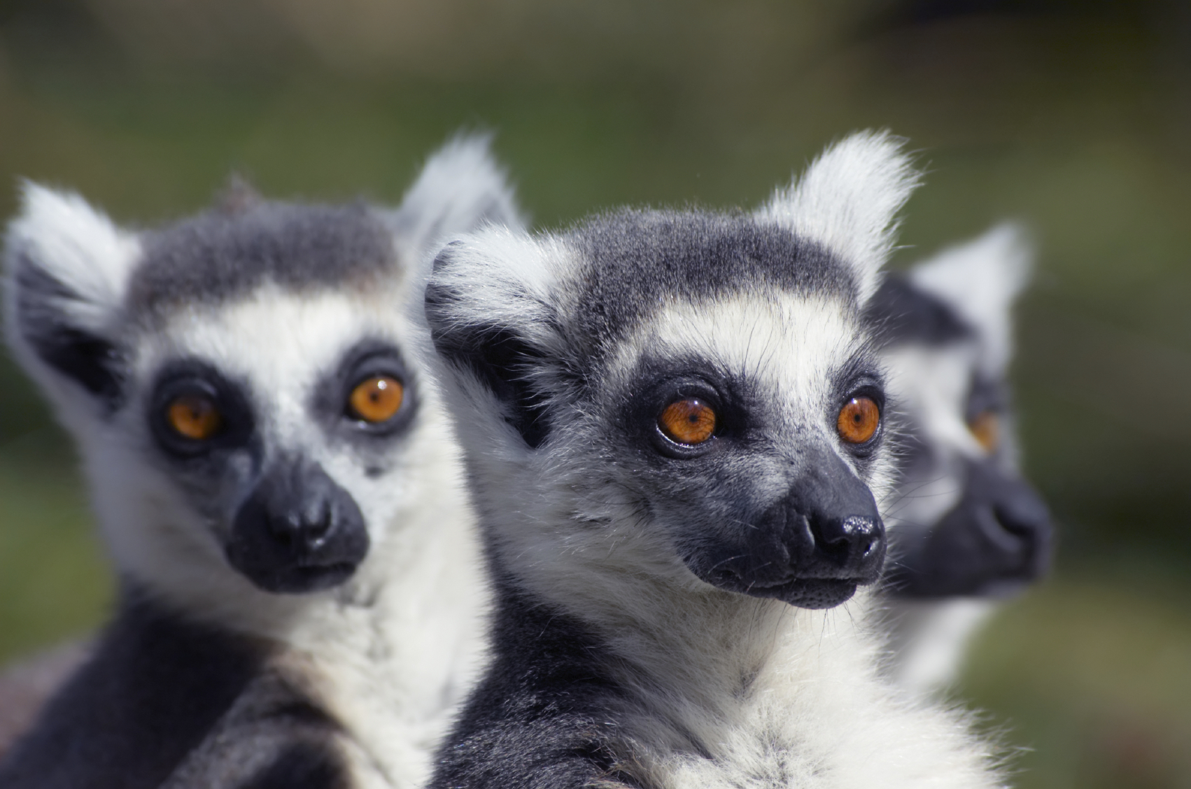 Ring Tailed Lemurs