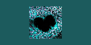 Frozen Heart - stem cells, which unexpectedly formed a heart-shaped pattern, captured by fluorescent dyes
