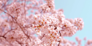 Sakura tree