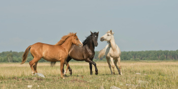 Horses