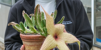 Don’t let its dreadful smell put you off – the Botanic Garden’s star attraction is part of an international effort to conserve r