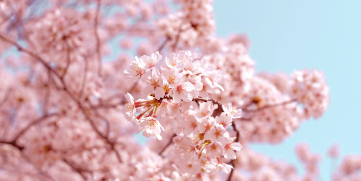 Sakura tree