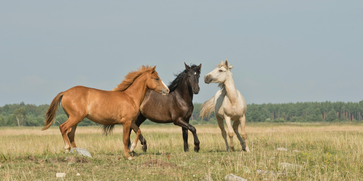 Horses