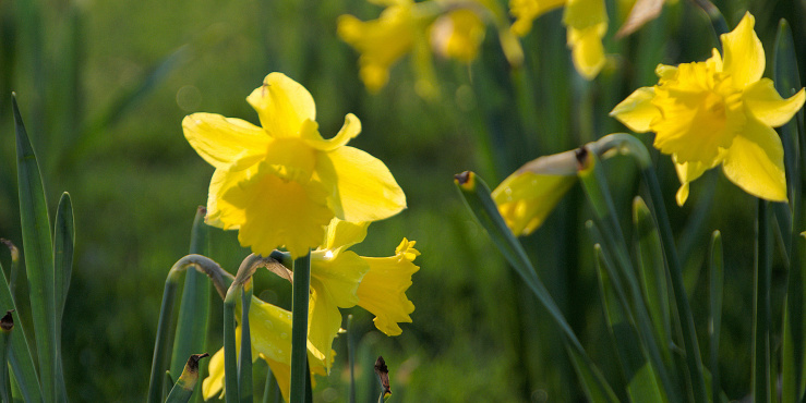 Daffodils bloom in a field