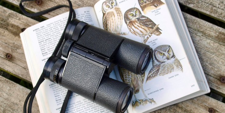 Bird Watching