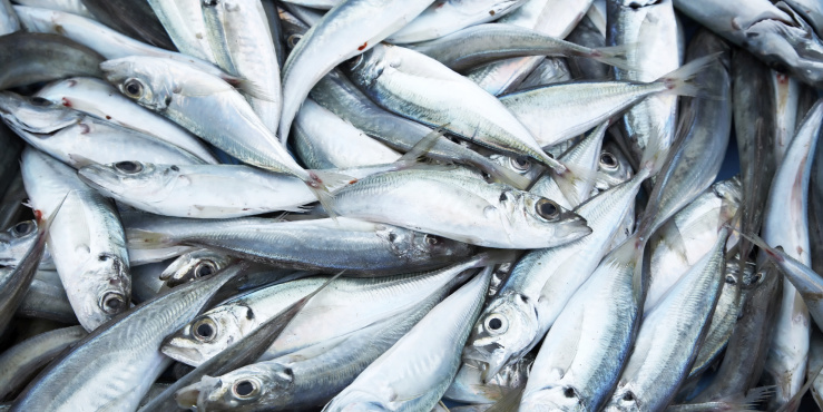 Freshly caught fish