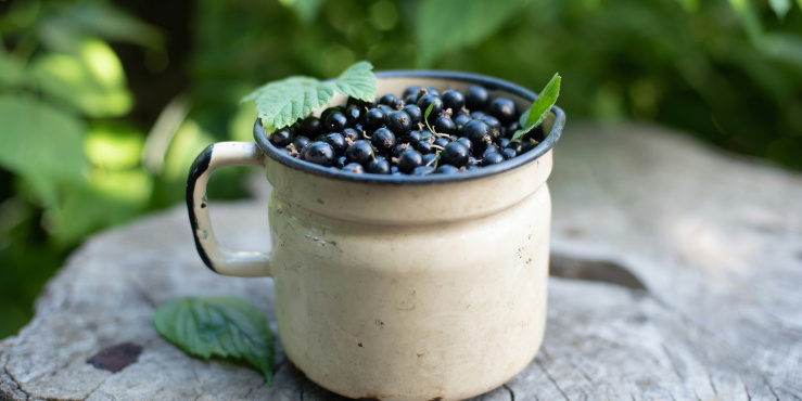 Blackcurrant