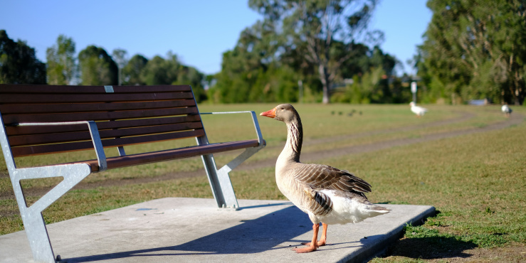 Park