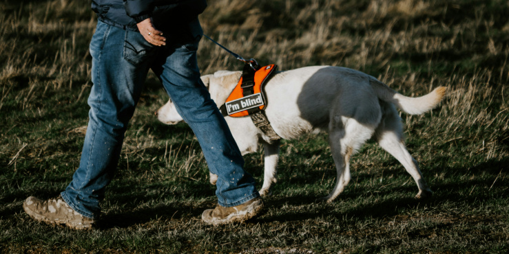 Guide dog wearing coat saying "I'm Blind"