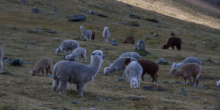 Alpacas