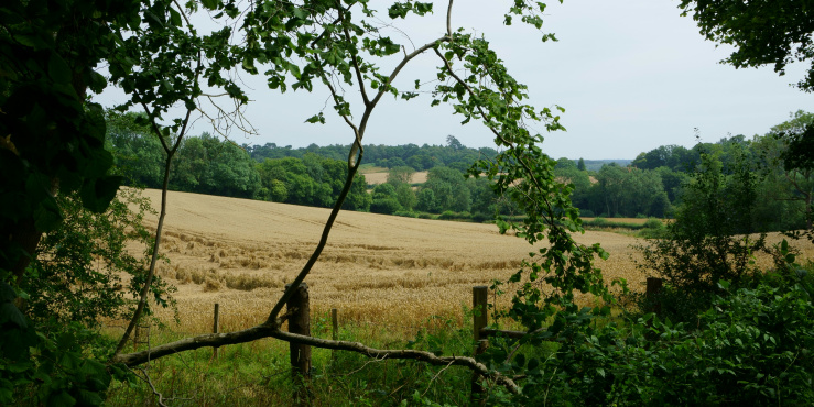 Surrey