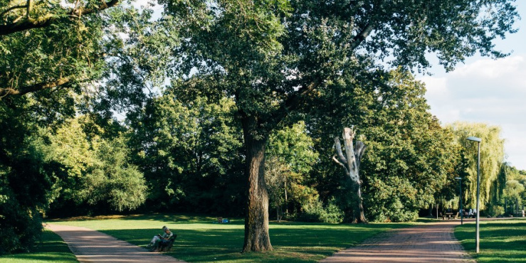 trees
