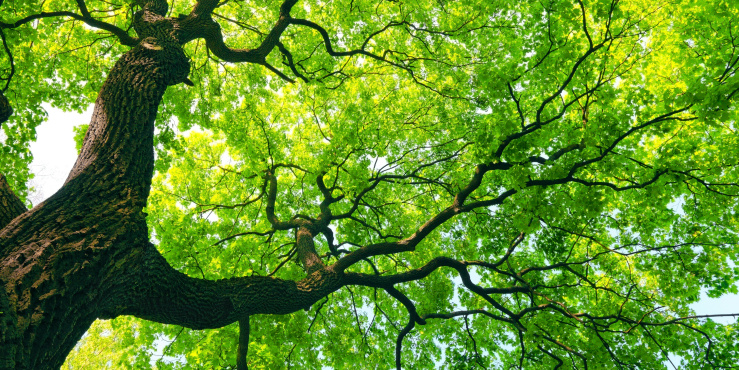 Tree branches viewed from below