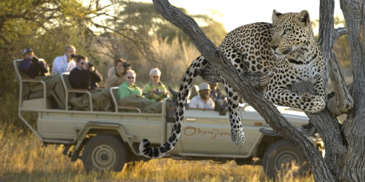 Leopard at Okonjima - Namibia