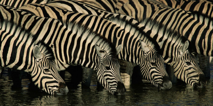 Zebras