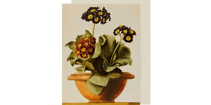 Primula card