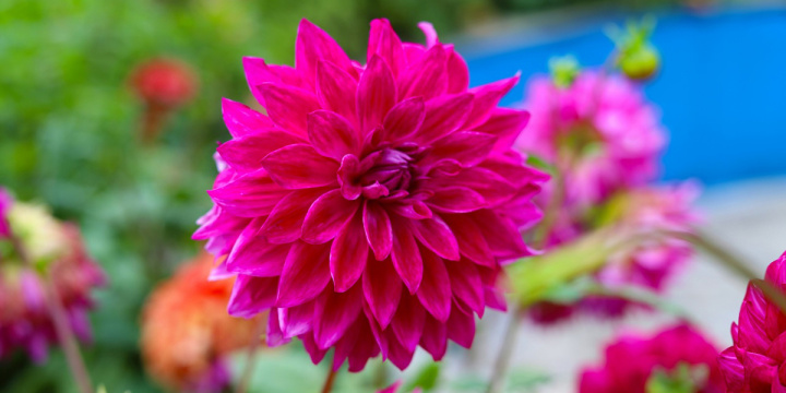 A bright pink dahlia at the Ooty Botanical Garden