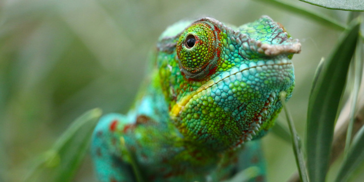Green Chameleon sitting on a leaf