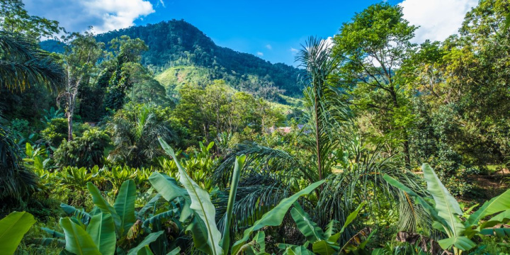 Lush primeval forests in National Park, Madagascar