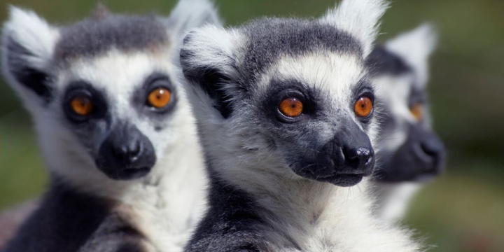 Three ring-tailed lemurs looking at the camera