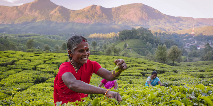 Tamil women collecting tea leaves in Southern India