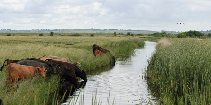 Grazing cattle help maintain suitable nesting habitats for the ground-nesting lapwings.