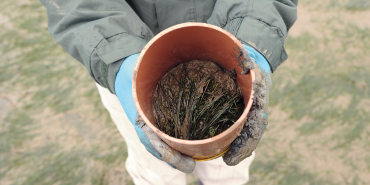 Once collected, cores will be planted in Egypt Bay, helping to re-establish one hectare of intertidal seagrass.