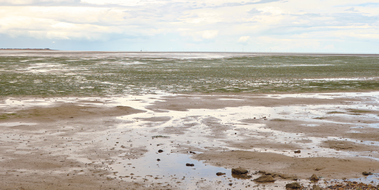 Seagrass meadow at Seasalter.