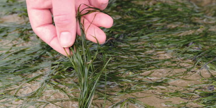 87 per cent of seagrass in the Greater Thames Estuary has been lost.