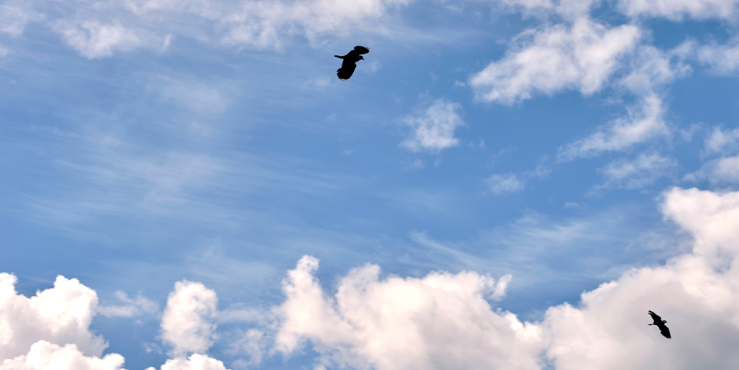 Lapwing populations have declined by 55 per cent since the 1960s and are now a Red List species.