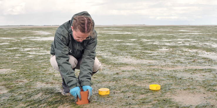 Seagrass cores are collected from donor meadows and re-established elsewhere.