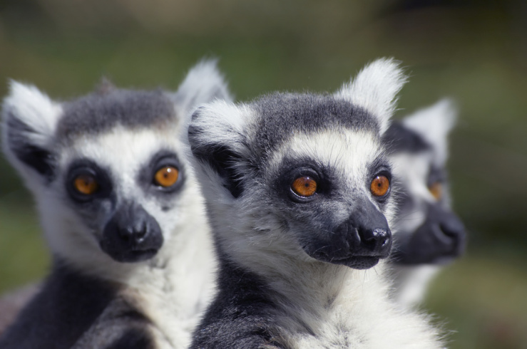 Ring tailed Lemurs