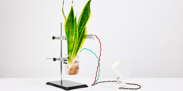 Plant Power experiment
