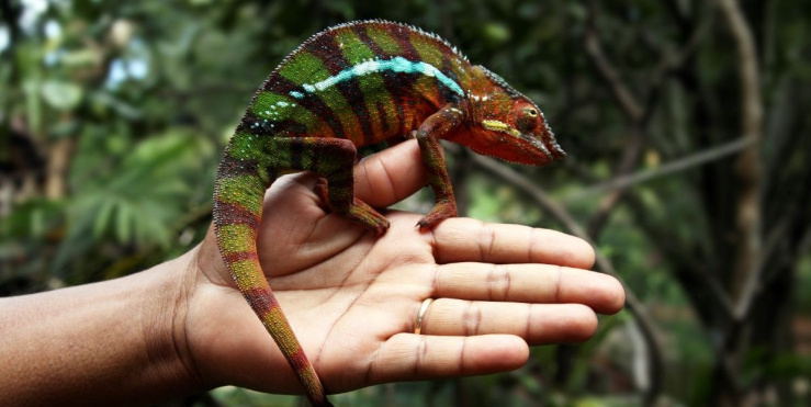Chameleon on hand with rainforest in the background