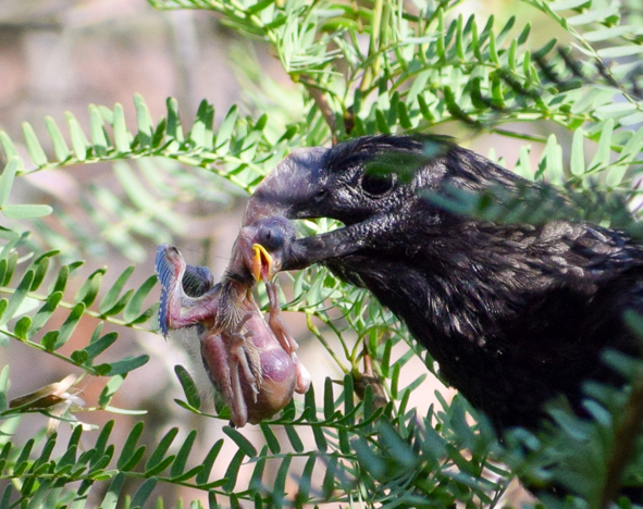 Cuckoo with prey