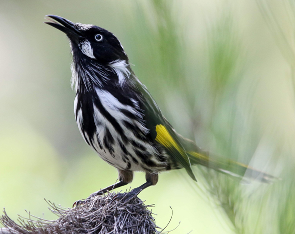 New Holland Honeyeater